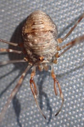 Réf. 221 237 : Dicranopalpus ramosus